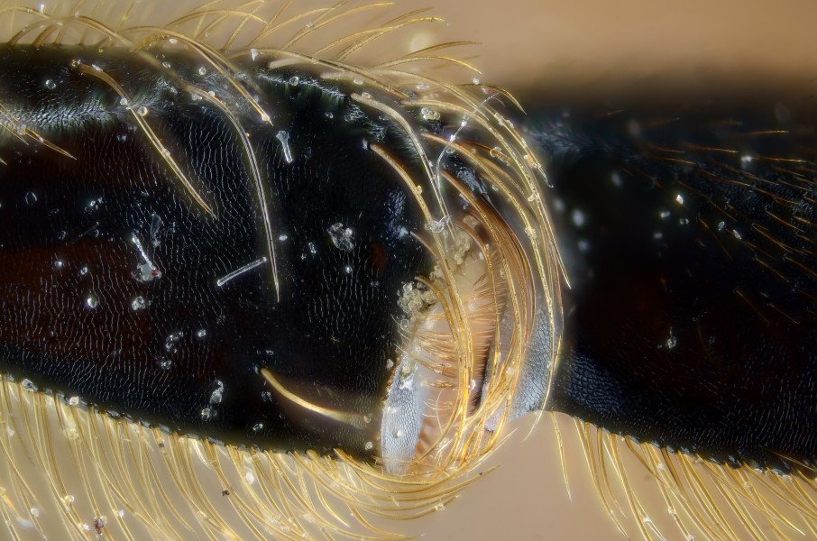 Honney bee pollen collecting organs pollen press (5966658589)