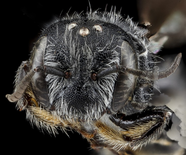 Hoplitus micheneri, female, face, Richmond County, NC 2012-11-08-09.53.12 ZS PMax (8268726201)