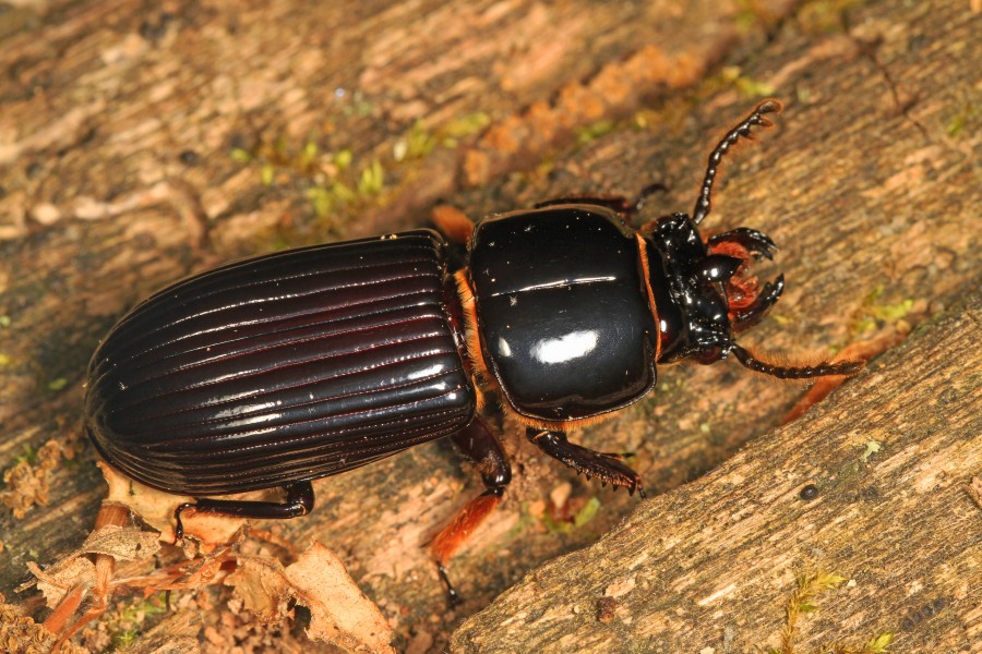 Horned Passalus - Odontotaenius disjunctus, Mason Neck State Park, Mason Neck, Virginia