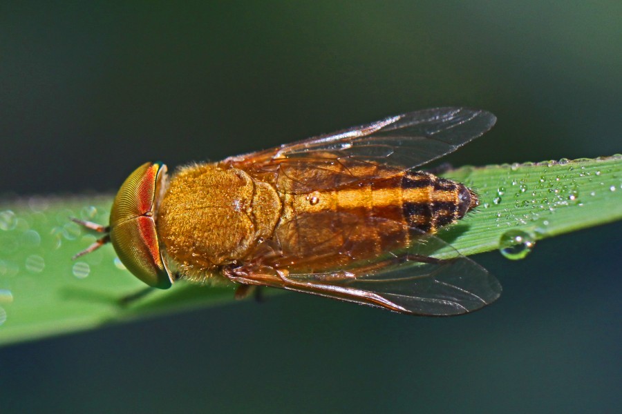 Horsefly - Tabanus lineola, Leesylvania State Park, Woodbridge, Virginia
