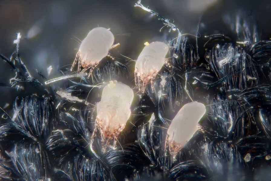 House dust mites (5247992288)