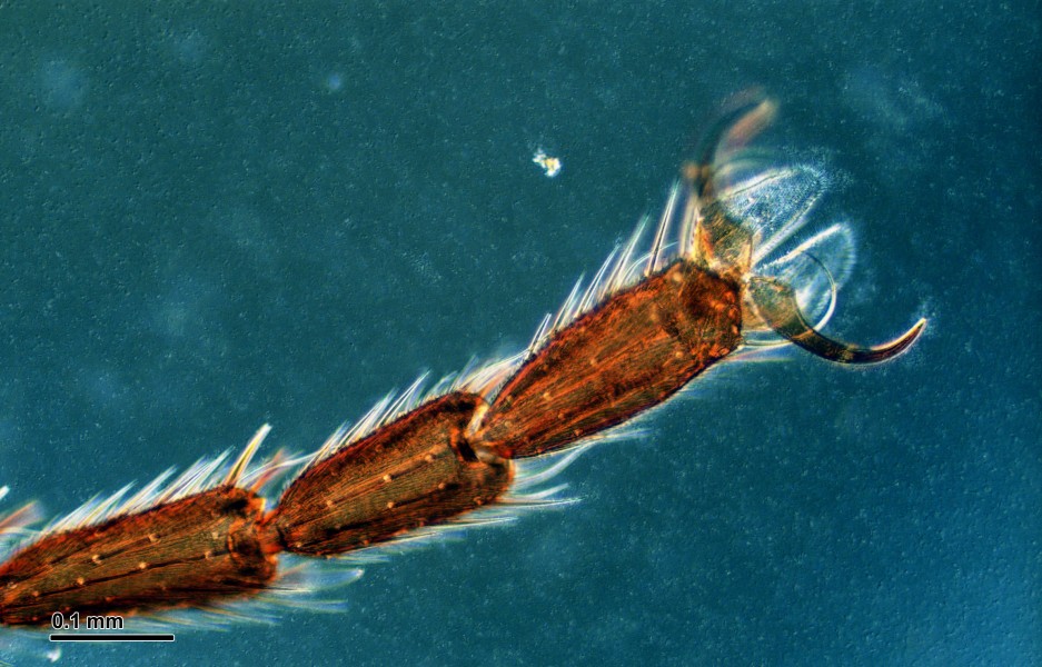 Housefly leg (250 11) Housefly leg (Musca domestica)