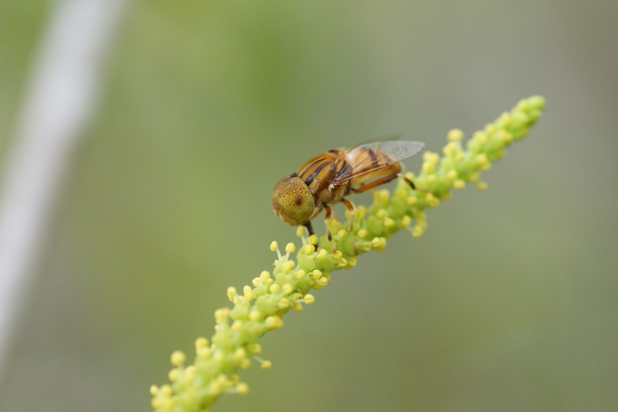 Hoverfly 02692