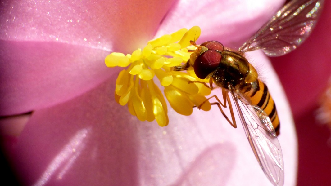 Hoverfly (15689216791)