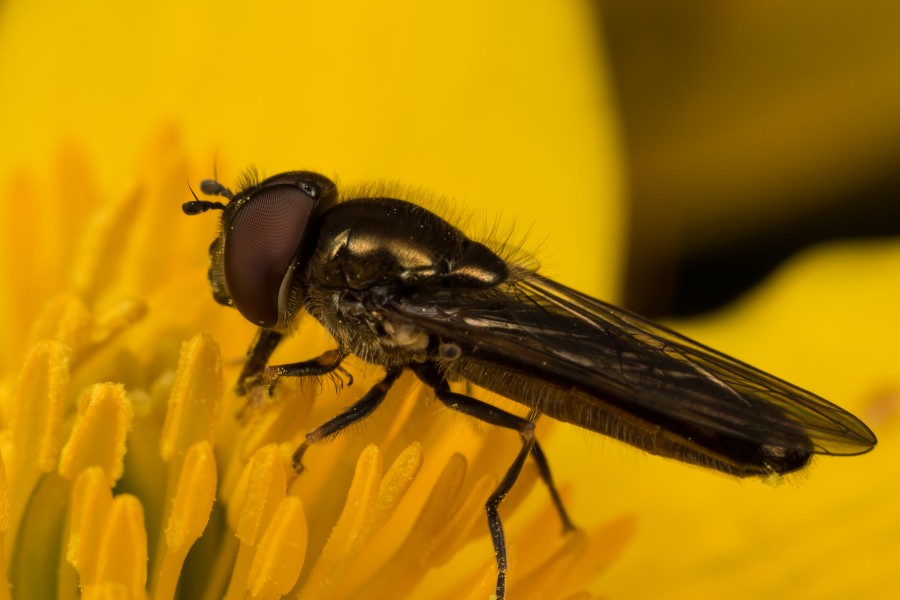 Hoverfly (17199721116)