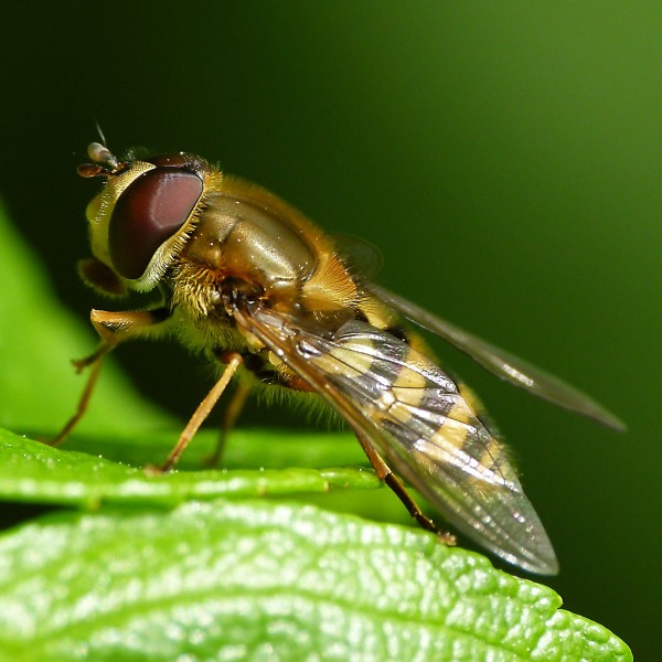 Hoverfly (17453091955)