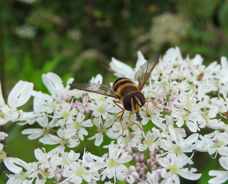 Hoverfly (27371187354)