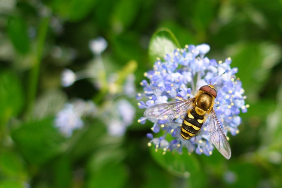 Hoverfly (8511585325)