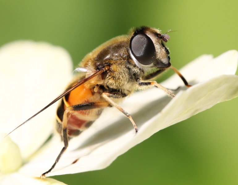 Hoverfly (9334378213)