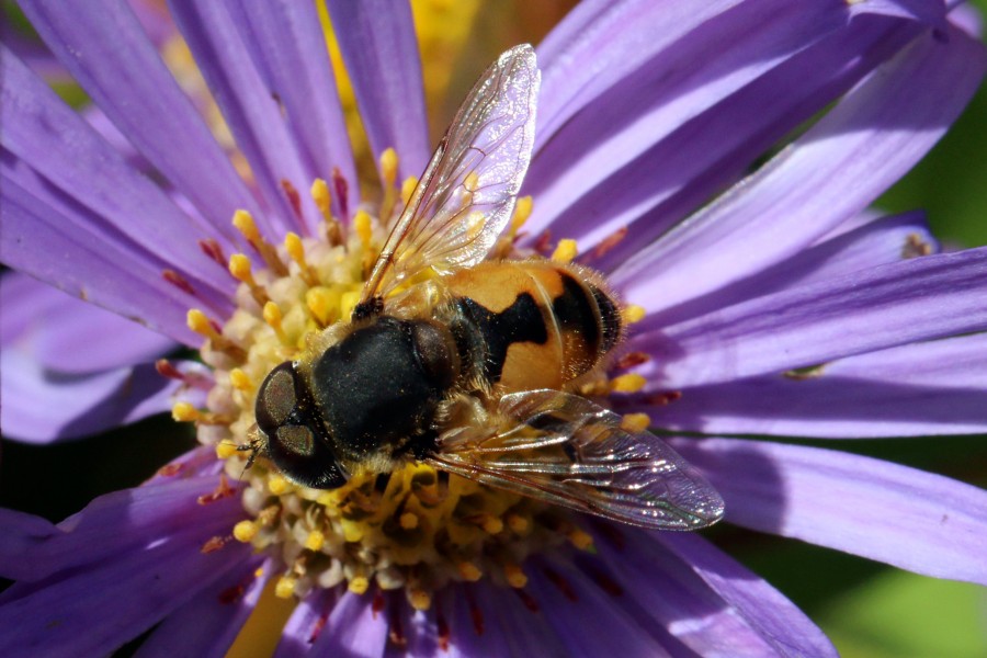Hoverfly (Eristalis arbustorum) male