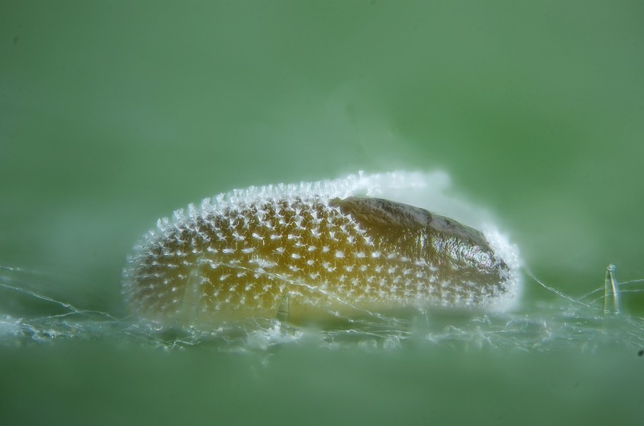 Hoverfly egg (5737485825)