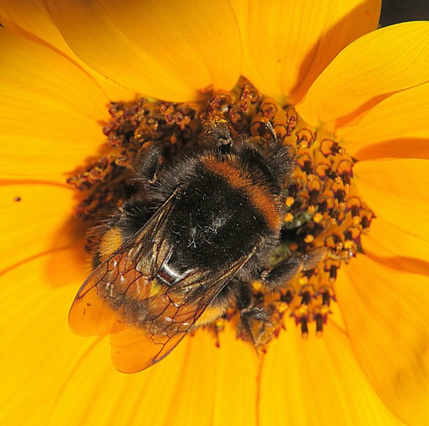 Hummel auf Sonnenblume (16680672155)