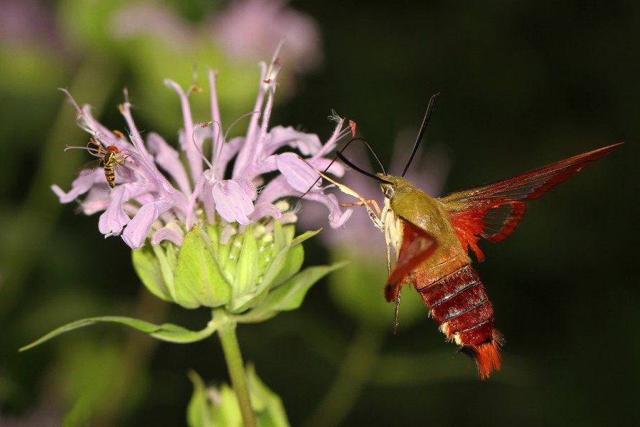 Hummingbird Clearwing - Hemaris thysbe and Syrphid - Toxomerus geminatus, Merrimac Farm Wildlife Management Area, Aden, Virginia