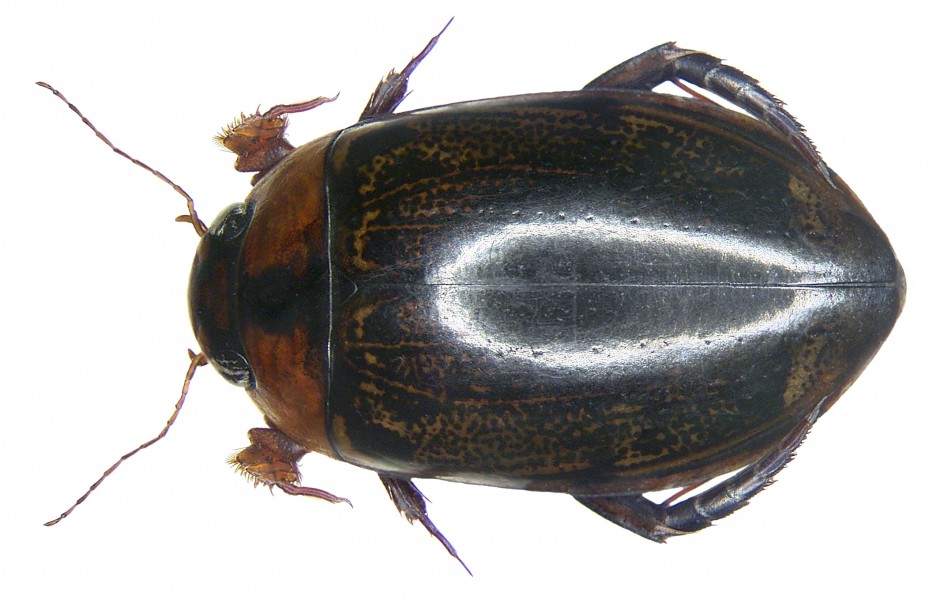 Hydaticus batchianensis