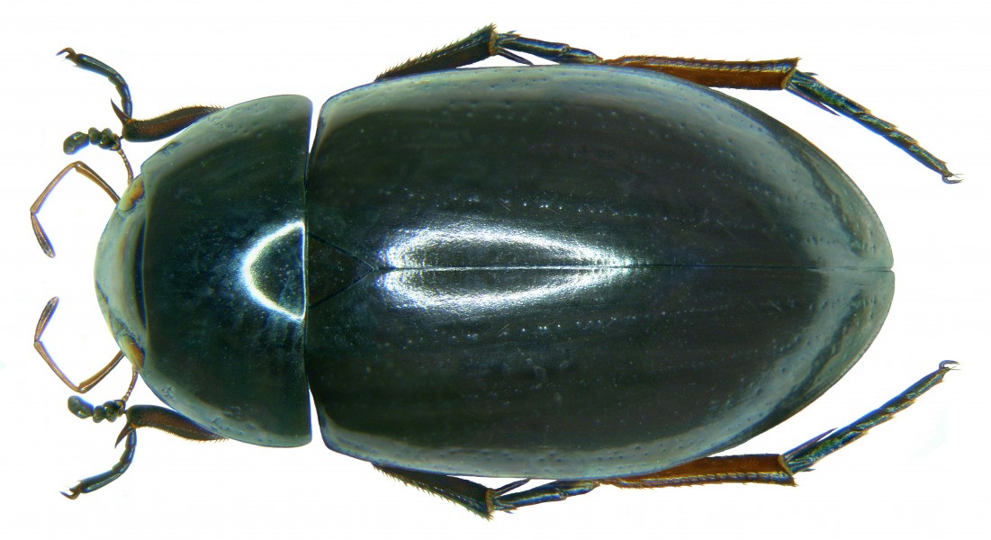 Hydrochara caraboides (Linné, 1758) (3028952853)