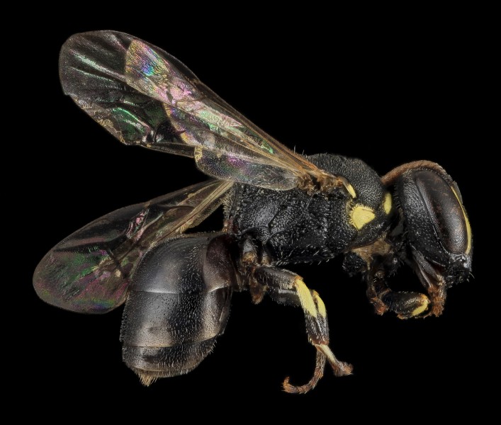 Hylaeus floridanus, F, side, Moore Co., N. Carolina 2014-01-08-15.23.42 ZS PMax (12085973664)