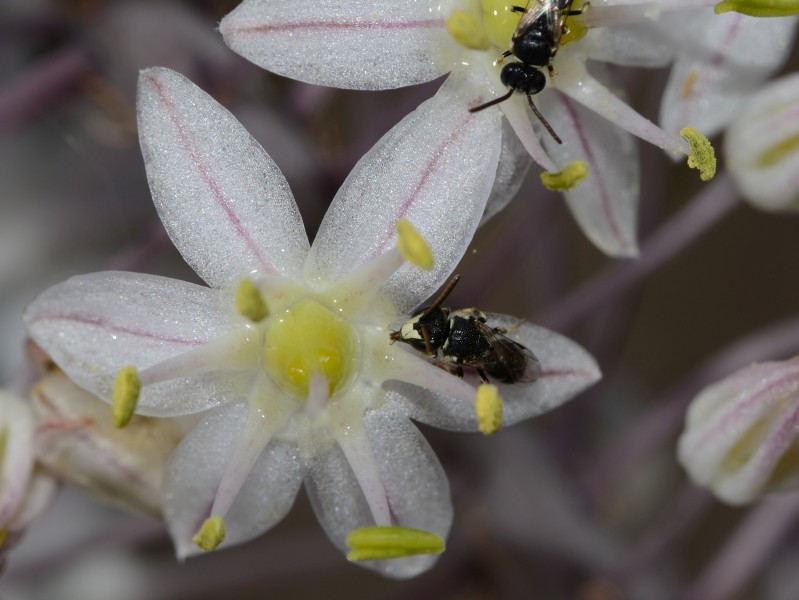 Hylaeus longimaculus male 1