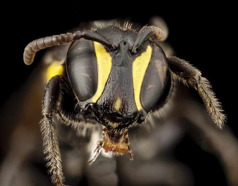 Hylaeus nubilosus, f, australia, face 2014-08-14-12.11.00 ZS PMax (15049602149)