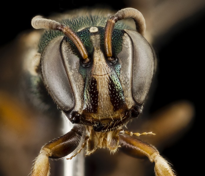 Hylaeus species, f, Papau New Guinea, face 2014-11-01-22.33.28 ZS PMax (15800185831)