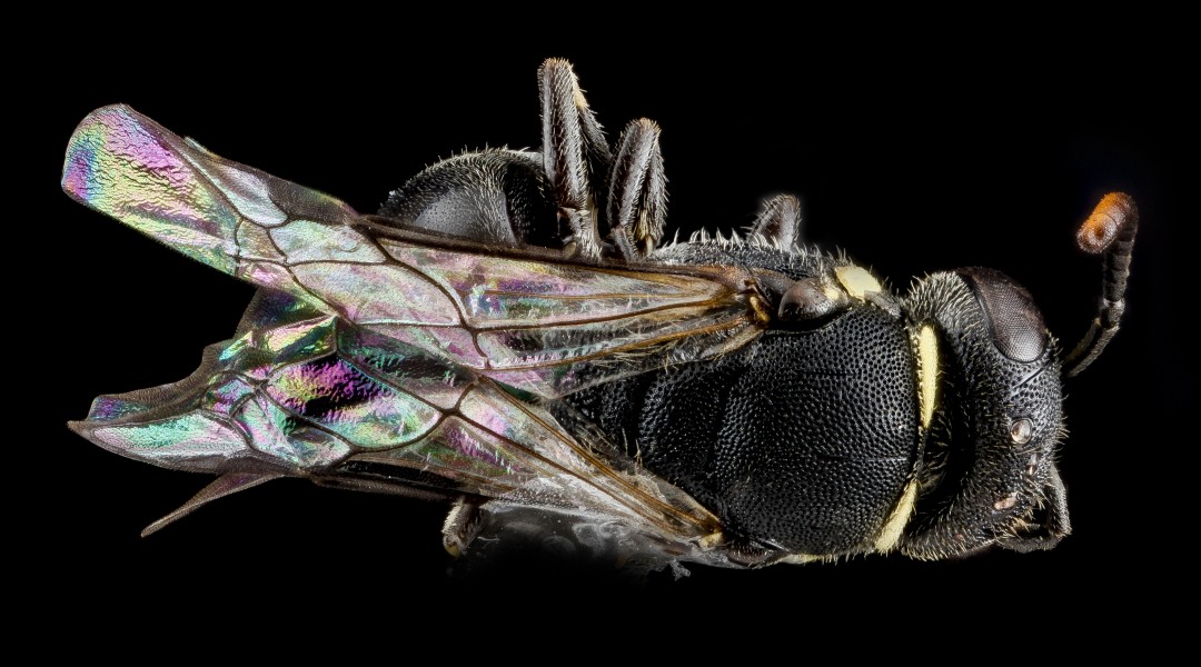 Hylaeus wootoni, female, back2 2012-08-01-13.25.19 ZS PMax (8382798298)