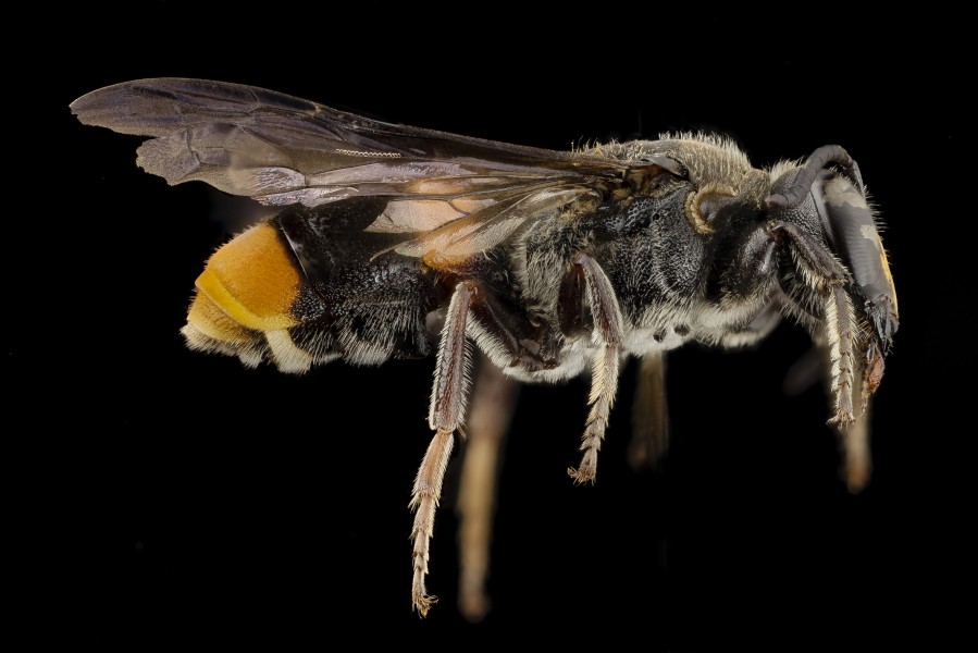 Hyleoides concinna, m, australia, side 2014-08-10-10.44.37 ZS PMax (15166483132)
