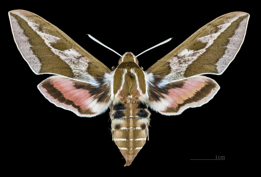 Hyles dahlii MHNT CUT 2010 0 133 Aritzo Sardaigne female dorsal