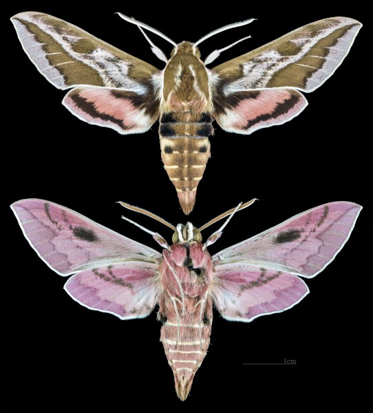 Hyles dahlii MHNT CUT 2010 0 133 Corse France male