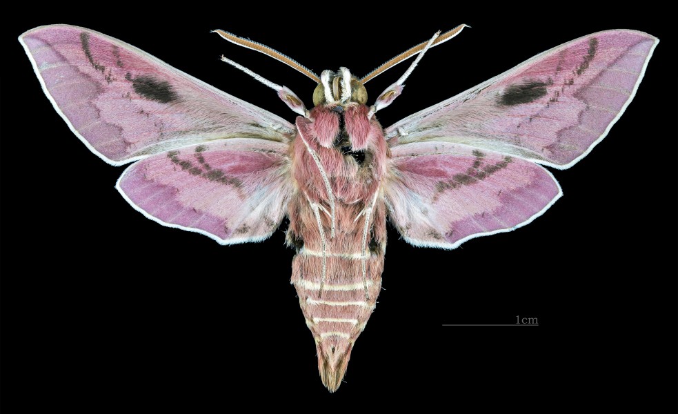 Hyles dahlii MHNT CUT 2010 0 133 Corse France male ventral