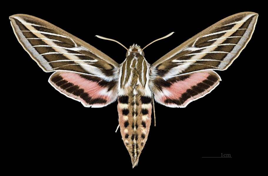 Hyles lineata MHNT CUT 2010 0 134 Female North America dorsal
