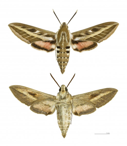 Hyles livornica MHNT male