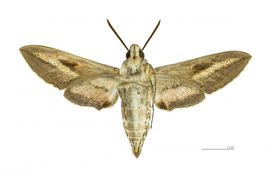 Hyles livornica MHNT male Ventre