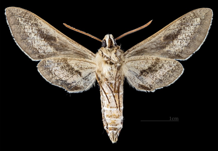 Hyles livornicoides MHNT CUT 2010 0 65 Mareeba Shire Australia male ventral
