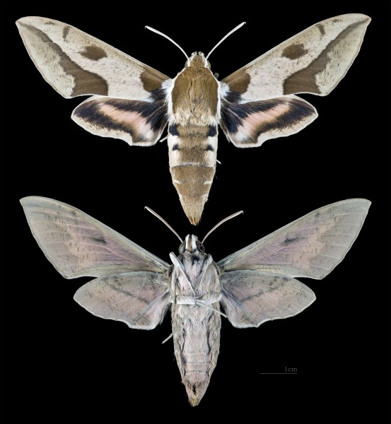 Hyles nicaea nicaea MHNT CUT 2010 0 187 Aiguines Var female