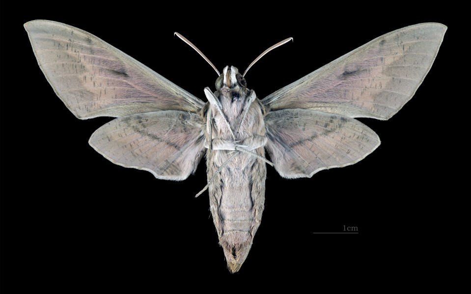 Hyles nicaea nicaea MHNT CUT 2010 0 187 Aiguines Var female ventral