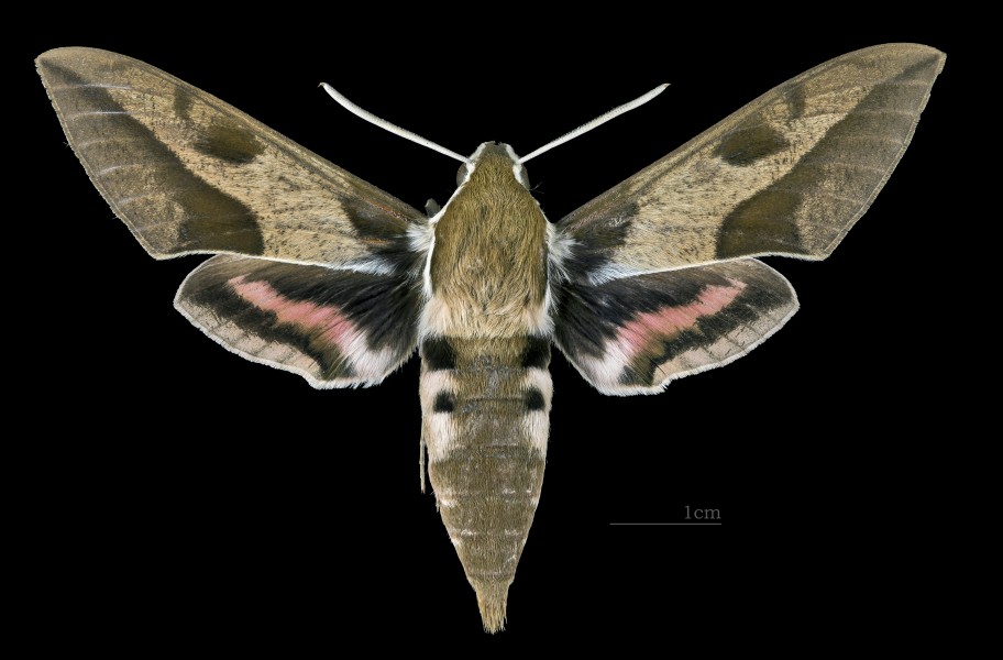 Hyles nicaea nicaea MHNT CUT 2010 0 187 male Aiguines Var male dorsal