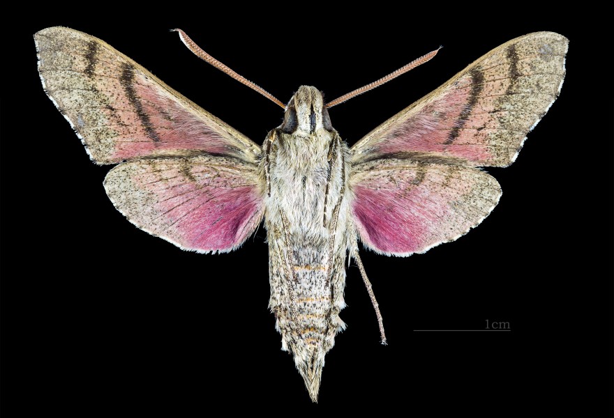 Hyles perkinsi MHNT CUT 2010 0 134 Oahu Kalua'a ventral