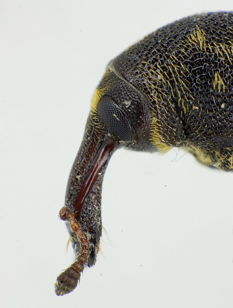 Hylobius abietis headside