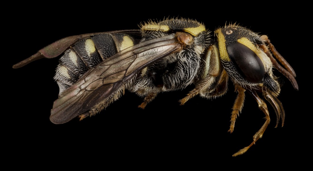 Hypanthidioides arenaria, f, back, brazil 2014-08-05-22.39.13 ZS PMax (14957047925)