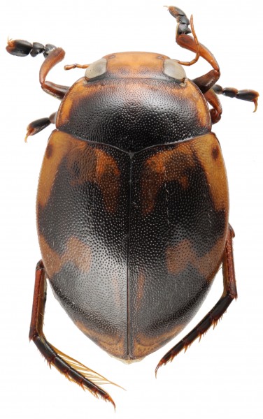 Hyphydrus elegans male HabitusDors