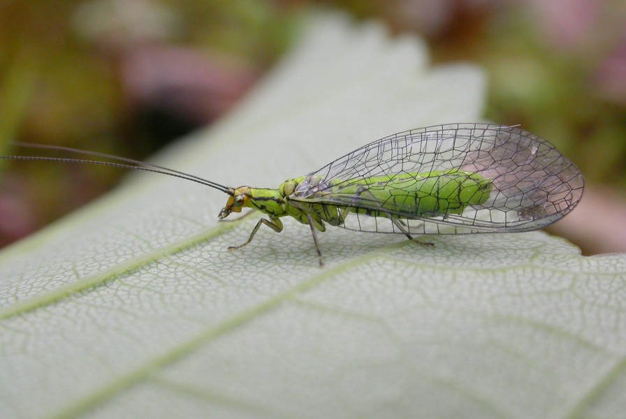 Hypochrysa elegans (2321095464)