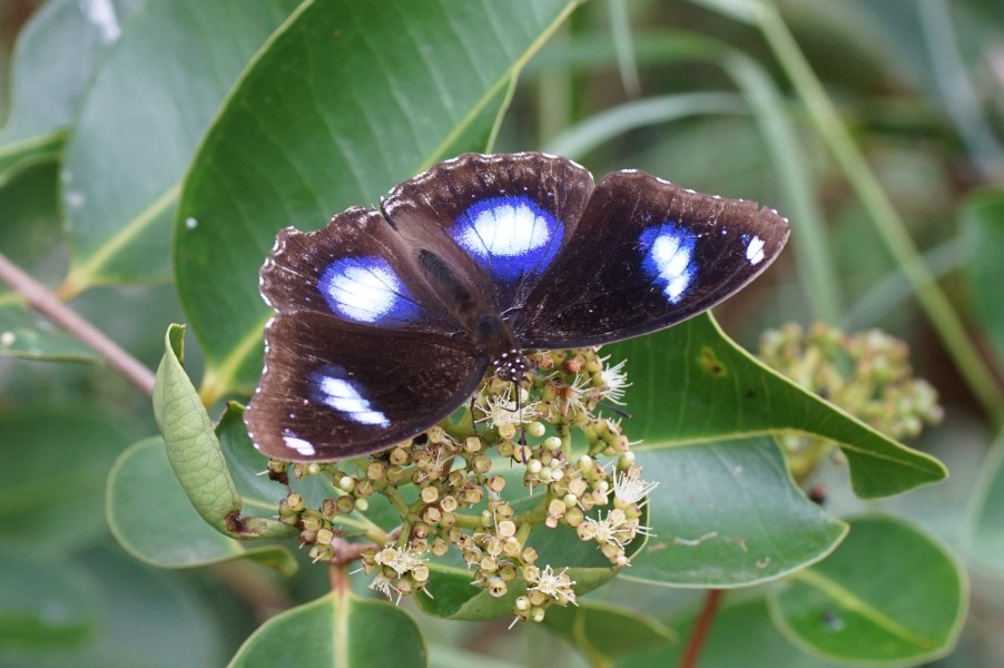 Hypolimnas bolina 03882