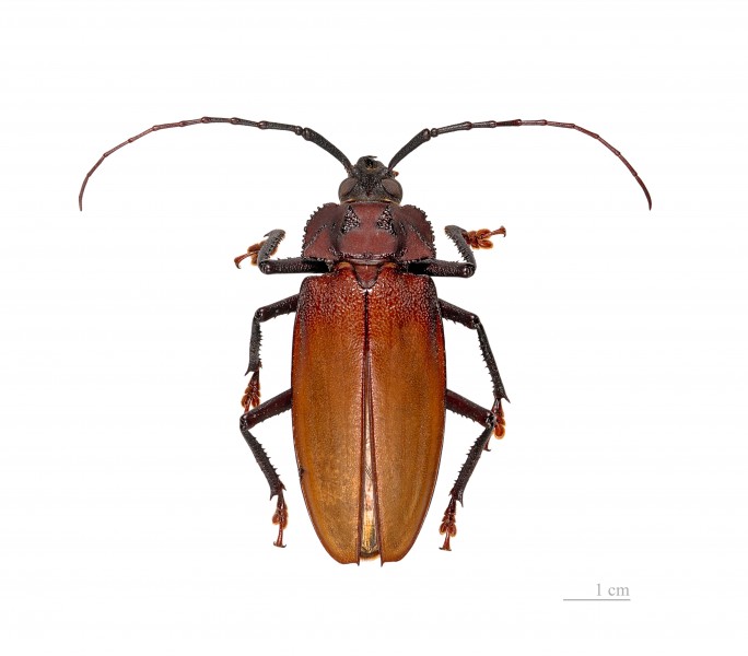 Ialyssus tuberculatus MHNT male