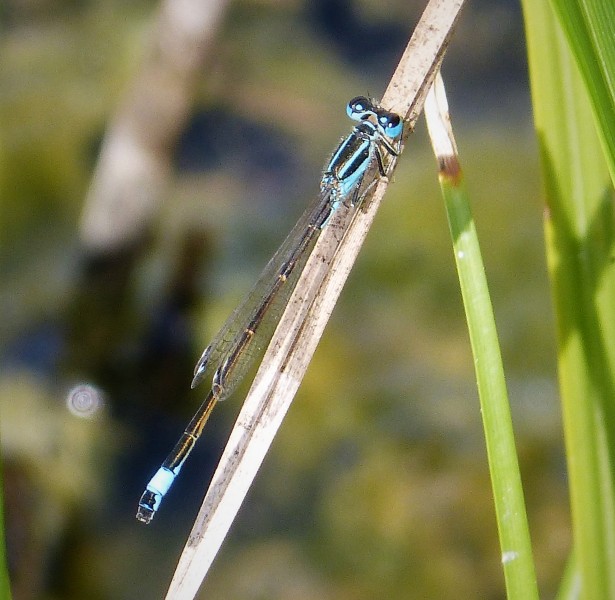 Iberian Bluetail Ischnura graellsii male (24983721547)