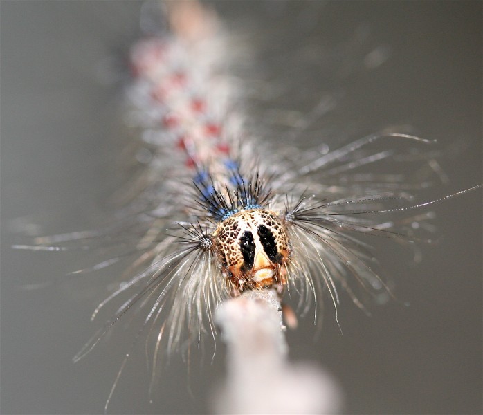 IC Caterpillar2
