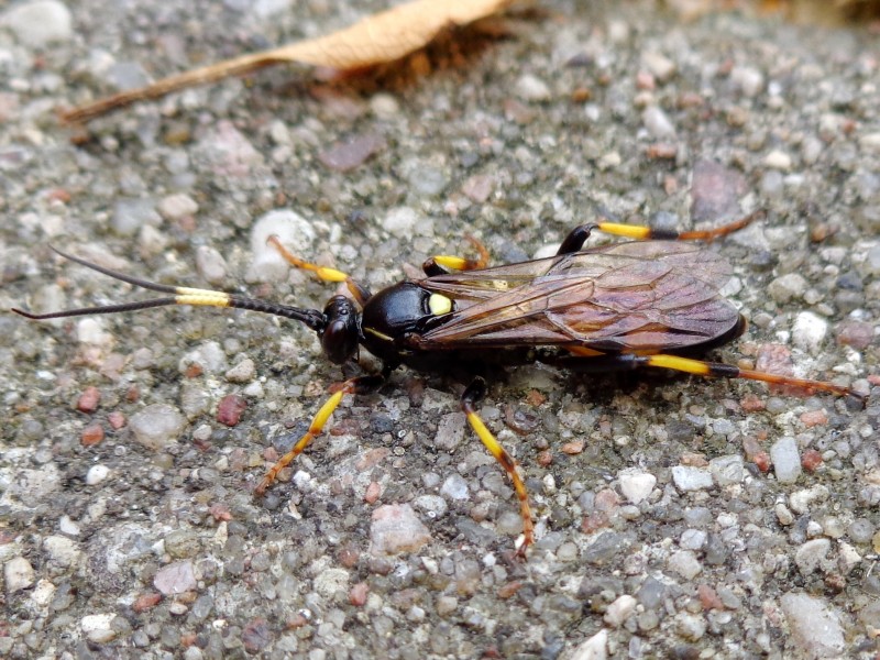 Ichneumon suspiciosus 01