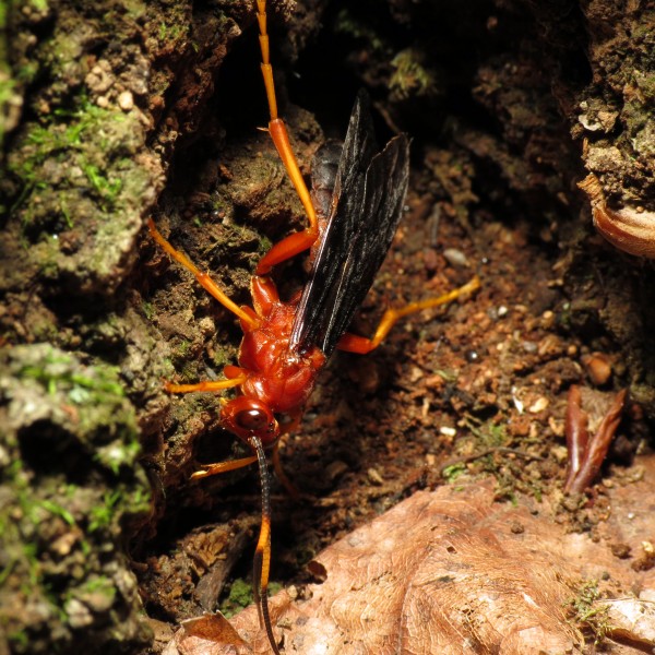 Ichneumon Wasp (14952593835)
