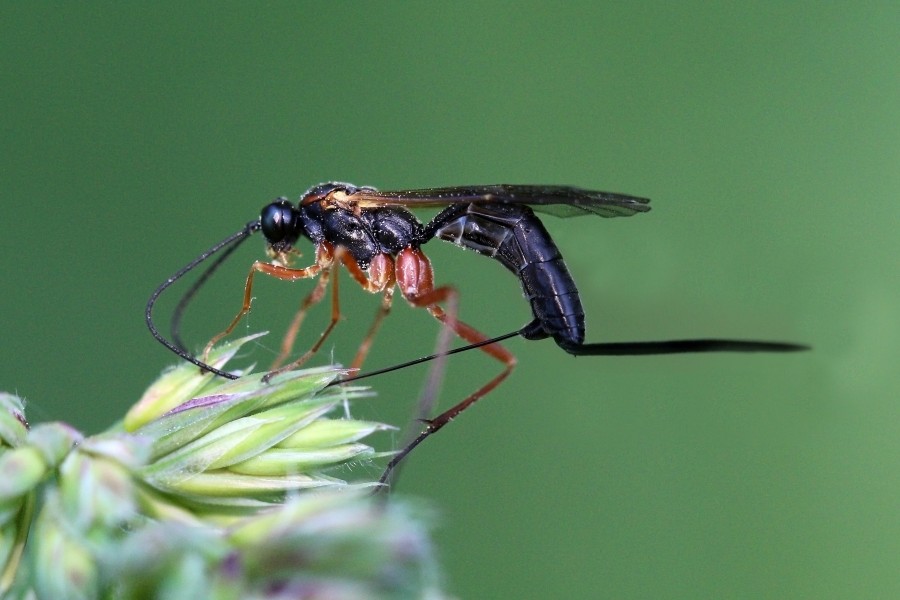 Ichneumon wasp (Ichneumonidae sp) female