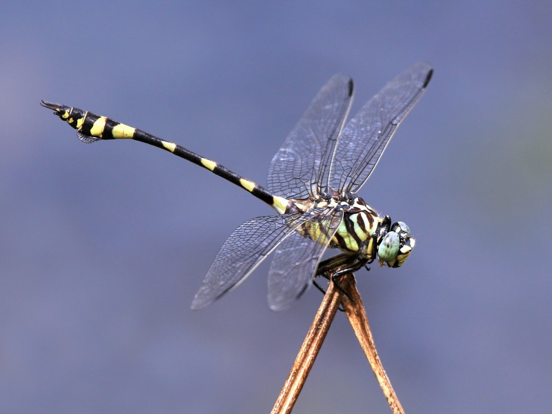 Ictinogomphus australis 4134
