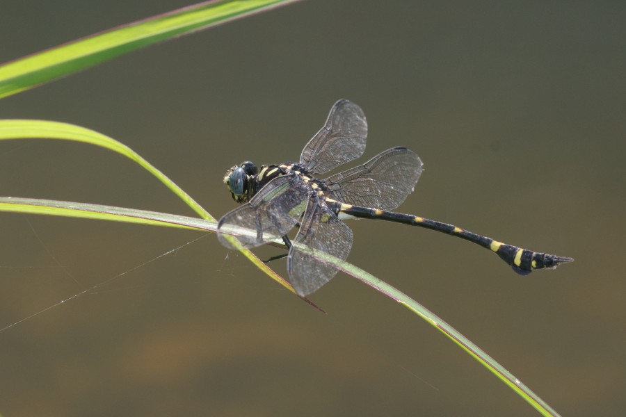 Ictinogomphus rapax-Kadavoor-2016-06-15-001