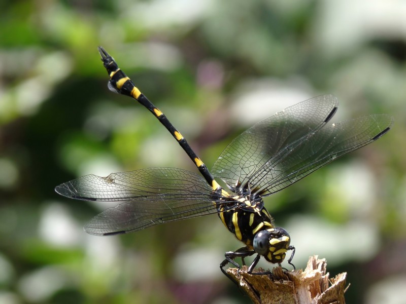 Ictinogomphus rapax at Kadavoor